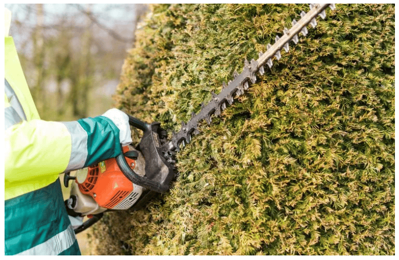 Comment prendre soin de sa haie de jardin en hiver ?